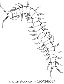 Centipede line art, hand drawn vector illustration