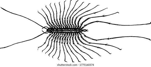 Centipede is long, flattened, many-segmented predaceous arthropods belonging to the class Chilopoda, vintage line drawing or engraving illustration.