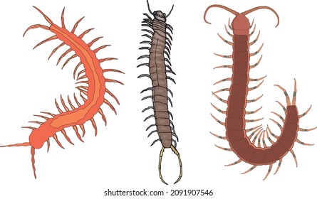 Centipede Millepede Insect Bug Animal Collection Vector Set Isolated on White