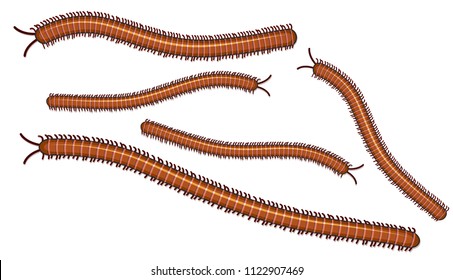 Centipede on White Background illustration