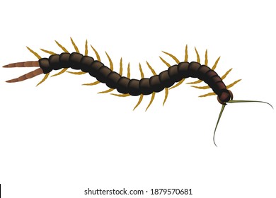 Centipede poisonous on a white background. Scolopendra is crawling. Vector illustration