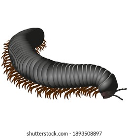 Centipede poisonous on a white background. Scolopendra is crawling. Vector illustration