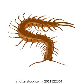 6,924 Centipede on white background Images, Stock Photos & Vectors ...