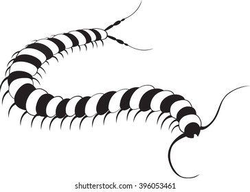 Centipede,
Centipede Poisonous Organism All elements are in separate layers color can be changed easily.     