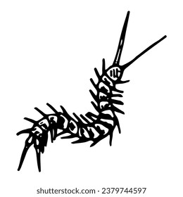 Centipede sketch. Dangerous insect scolopendra. Hand drawn illustration.