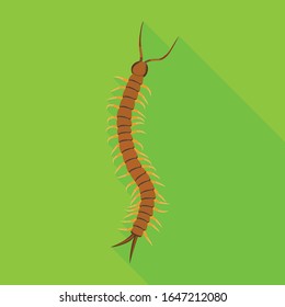 Centipede vector icon.Flat vector icon isolated on white background centipede .