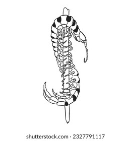 Centipede vector line art 2 isolated in white