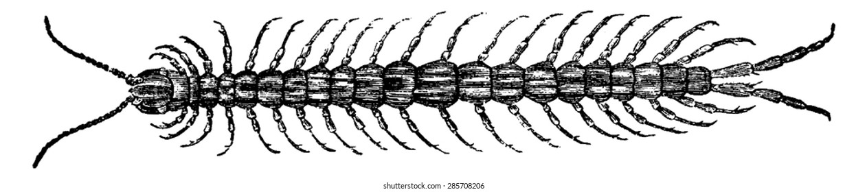 Ilustración con grabado vintage. Historia natural de los animales, 1880.
