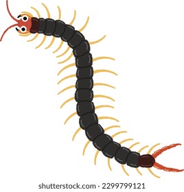 Centipedes are carnivorous and recognize moving prey such as live insects as food.