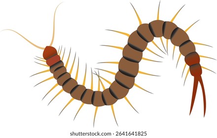 Centipedes are predatory arthropods belonging to the class Chilopoda. Centipedes are elongated segmented animals with one pair of legs per body segment. 