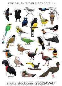 Central American Birds Set Cartoon Vector Character 1