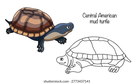 Central American mud turtle. Hand-drawn two brown pond turtles with smooth shells. They have short legs with claws and a small head. This simple vector illustration is suitable for various uses.