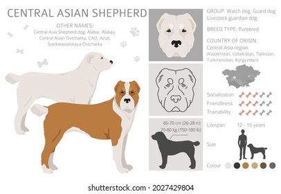 Central asian shepherd clipart. Different poses, coat colors set.  Vector illustration