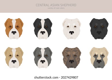 Central asian shepherd clipart. Different poses, coat colors set.  Vector illustration