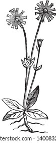 The central disk of flowers on the Asters, surrounded by petal. In this picture have two flowers and one bud, they have long stem and leaves grown on stem, vintage line drawing or engraving