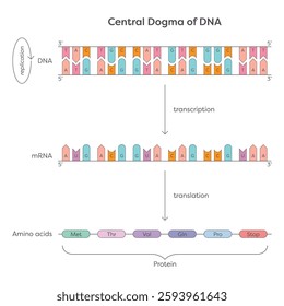 Central Dogma of DNA educational genetic illustration graphic