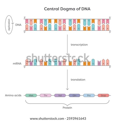 Central Dogma of DNA educational genetic illustration graphic