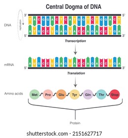 Central Dogma of DNA Translation and Transcription