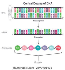 Central Dogma of DNA Translation and Transcription