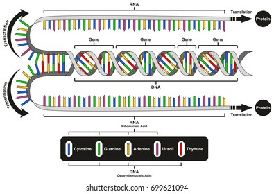 Central Dogma of Gene Expression infographic diagram showing the process of transcription and translation from DNA to RNA to protein and how it form for genetic medical science education