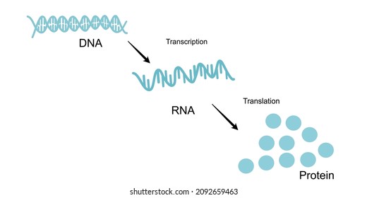 Das zentrale Dogma der Molekularbiologie