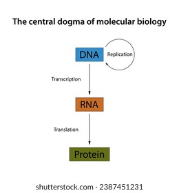 Central dogma of molecular biology