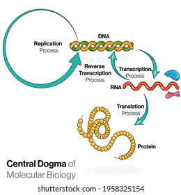 Central Dogma Molecular Biology Replication Transcription Stock Vector ...