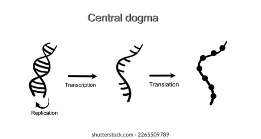 The central dogma of molecular biology (replication, transcription, and translation) that shows a black icon of DNA, RNA and protein molecule.