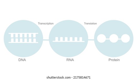 The Central Dogma Of Molecular Biology That Show Concept Of Blue And White Icon: DNA, RNA And Protein Molecule