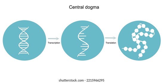 The central dogma of molecular biology that including replication , transcription and translation. The picture represents in blue and white icon of DNA, RNA and protein molecule.	