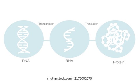 The Central Dogma Of Molecular Biology (transcription, Translation) That Show On Blue And White Icon Of DNA, RNA And Protein Molecule