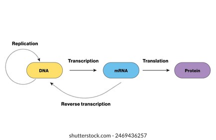 Central Dogma of Molecular Biology, Vector Illustration on White Background, DNA to RNA to Protein Process, Scientific Diagram.