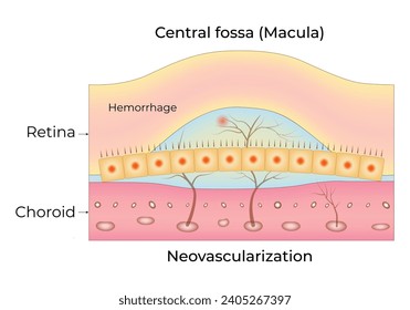Central Fossa Macula Science Design Vector Illustration