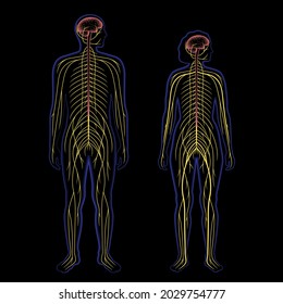 Central nervous system 3d realistic vector illustration. Nerves send electrical signals to and from brain and spinal cord in human body. CNS and PNS concept. X ray medical poster for neurology clinic.