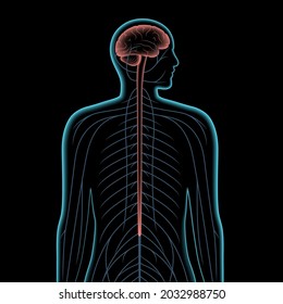 Central Nervous System 3d Realistic Vector Illustration. Nerves Send Electrical Signals To And From Brain And Spinal Cord In Male Body. CNS And PNS Concept. X Ray Medical Poster For Neurology Clinic.