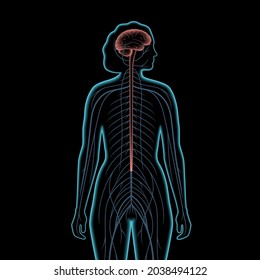 Central nervous system 3d realistic vector illustration. Nerves send electrical signals to and from brain and spinal cord in woman body. CNS and PNS concept. X ray medical poster for neurology clinic.