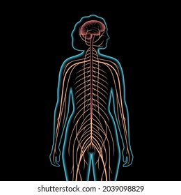 Ilustración vectorial 3d del sistema nervioso central. Los nervios envían señales eléctricas desde y hacia el cerebro y la médula espinal en el cuerpo de la mujer. Concepto CNS y PNS. Afiche médico de rayos X para la clínica de neurología.