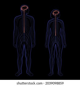 Ilustración vectorial 3d del sistema nervioso central. Los nervios envían señales eléctricas desde y hacia el cerebro y la médula espinal en el cuerpo humano. Concepto CNS y PNS. Afiche médico de rayos X para la clínica de neurología.