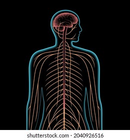 Ilustración vectorial 3d del sistema nervioso central. Los nervios envían señales eléctricas desde y hacia el cerebro y la médula espinal en el cuerpo masculino. Concepto CNS y PNS. Afiche médico de rayos X para la clínica de neurología.