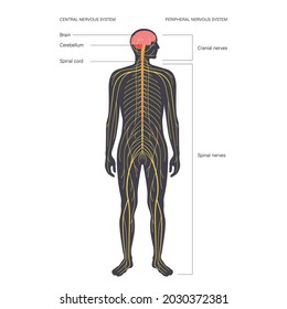 Central Nervous System Anatomical Diagram Nerves Stock Vector (Royalty ...