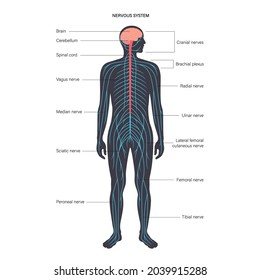 Diagrama anatómico del sistema nervioso central. Los nervios envían señales eléctricas desde y hacia el cerebro y la médula espinal en el cuerpo humano. Concepto CNS y PNS. Afiche médico para la ilustración vectorial de la clínica de neurología.