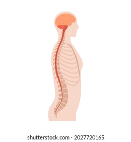 Afiche anatómico del sistema nervioso central para la clínica de neurología. Anatomía de la espina dorsal, cerebro y médula espinal. Red de cerebellum, espina dorsal, tronco cerebral y nervios en el cuerpo humano. Ilustración vectorial de la neurociencia