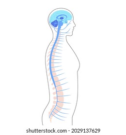 Afiche anatómico del sistema nervioso central para la clínica de neurología. Anatomía de la espina dorsal, cerebro y médula espinal. Red de cerebellum, espina dorsal, tronco cerebral y nervios en el cuerpo humano. Ilustración vectorial de la neurociencia