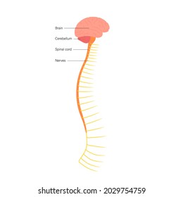 Central nervous system anatomical poster for neurology clinic. Backbone, brain and spinal cord anatomy. Cerebellum, spine, brain stem and nerves network in human body. Neuroscience vector illustration