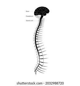 Afiche anatómico del sistema nervioso central para la clínica de neurología. Anatomía de la espina dorsal, cerebro y médula espinal. Red de cerebellum, espina dorsal, tronco cerebral y nervios en el cuerpo humano. Ilustración vectorial de la neurociencia