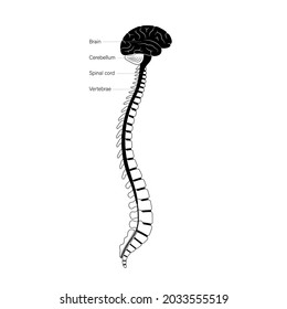 Central Nervous System Anatomical Poster For Neurology Clinic. Backbone, Brain And Spinal Cord Anatomy. Cerebellum, Spine, Brain Stem And Nerves Network In Human Body. Neuroscience Vector Illustration