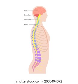 Central Nervous System Anatomical Poster For Neurology Clinic. Backbone, Brain And Spinal Cord Anatomy. Cerebellum, Spine, Brain Stem And Nerves Network In Human Body. Neuroscience Vector Illustration