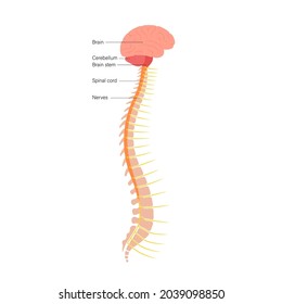 942 Backbone network Images, Stock Photos & Vectors | Shutterstock