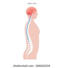 Central Nervous System Anatomical Poster For Neurology Clinic. Backbone, Brain And Spinal Cord Anatomy. Cerebellum, Spine, Brain Stem And Nerves Network In Human Body. Neuroscience Vector Illustration