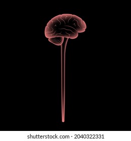 Afiche anatómico del sistema nervioso central para clínica o educación de neurología. Red de cerebellum, tallo y nervios en el cuerpo humano. Anatomía del cerebro y la médula espinal. Ilustración vectorial 3d de neurociencia